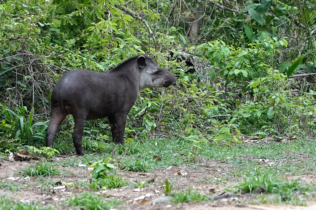 Tapir (2)