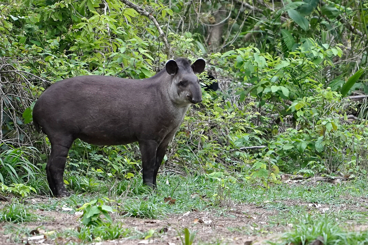 Tapir (3)