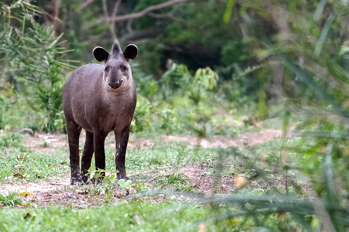 Tapir (4)