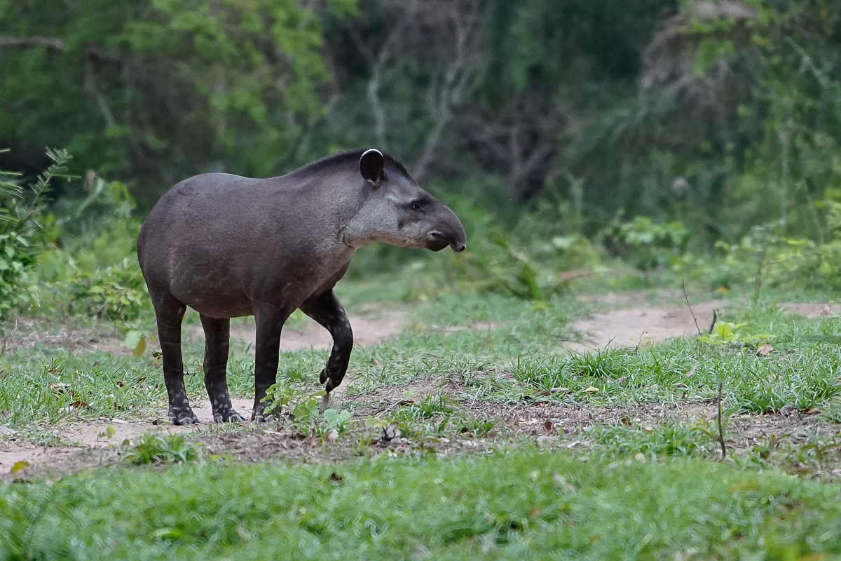 Tapir (5)