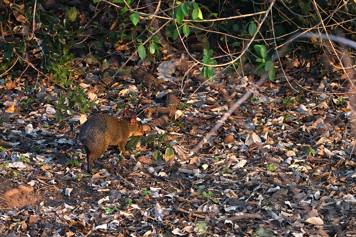 Agouti