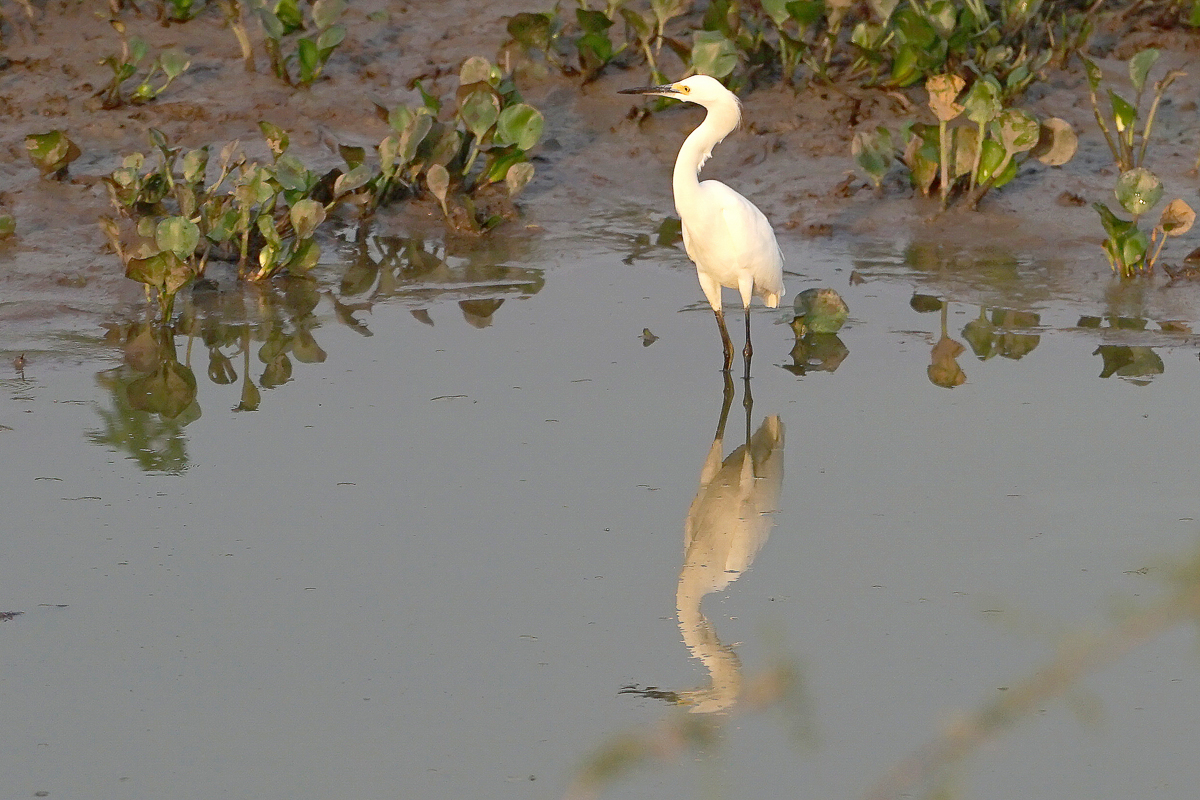 Aigrette Neigeuse