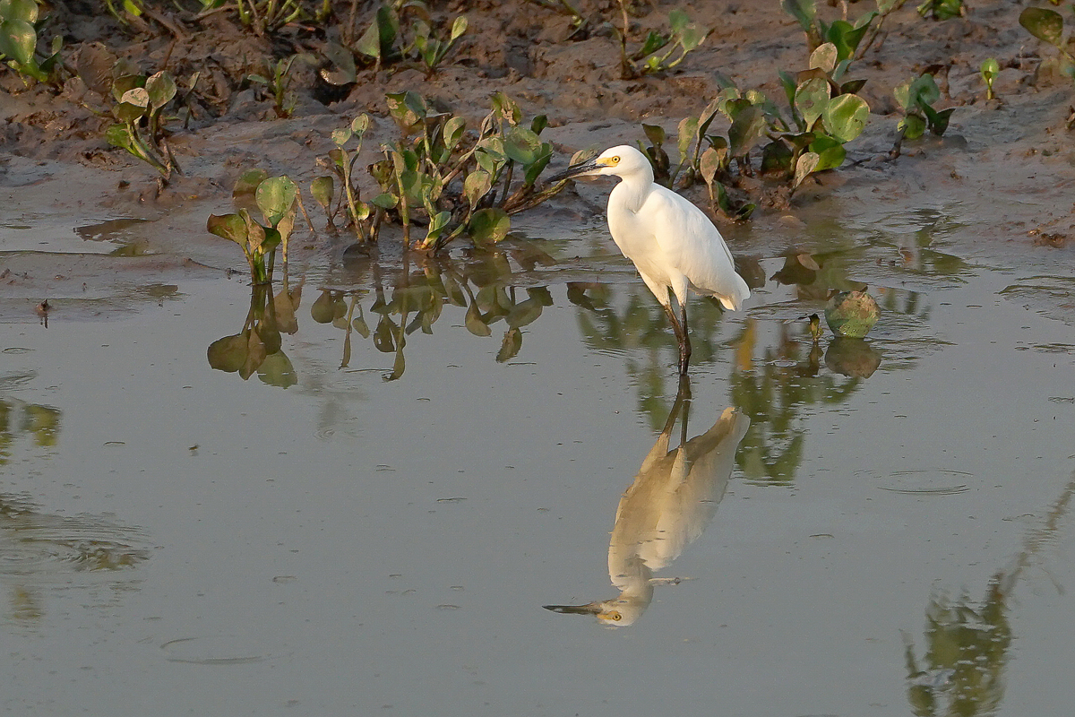 Aigrette Neigeuse (2)