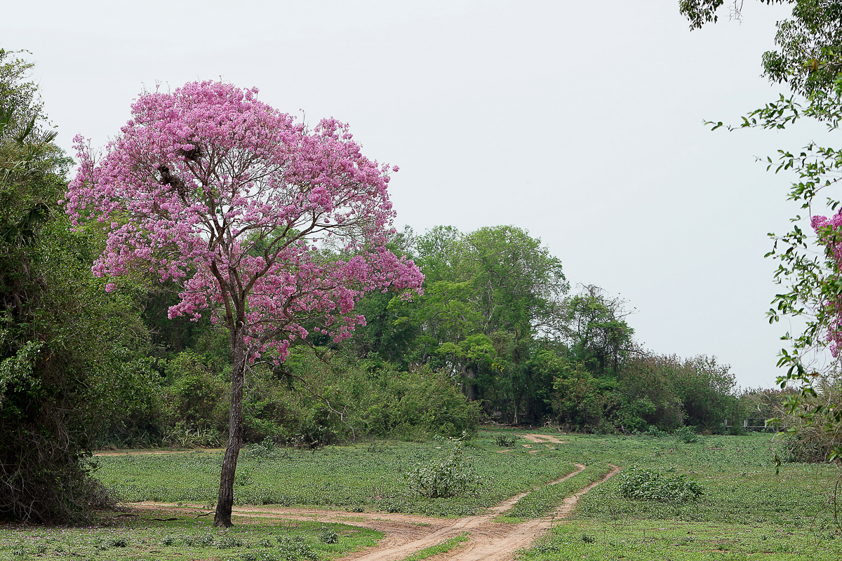 Arbre Puvial