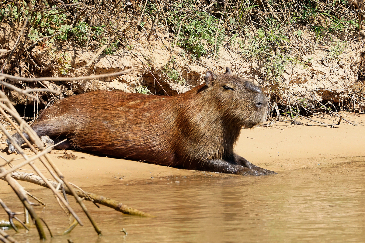 Capibara mâle