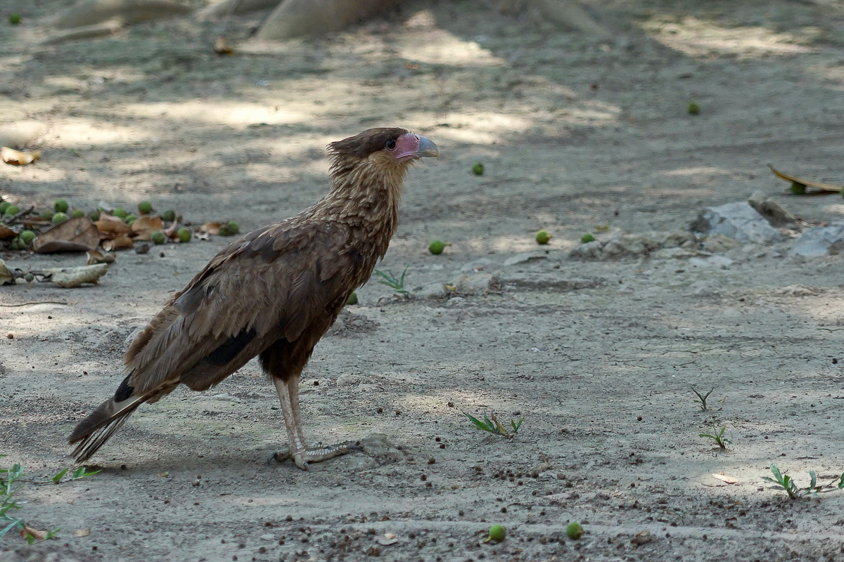 Caracara Huppé (2)