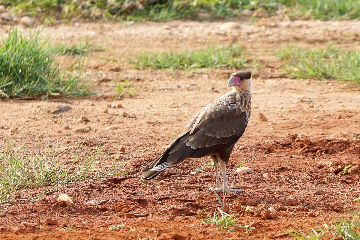 Caracara huppé