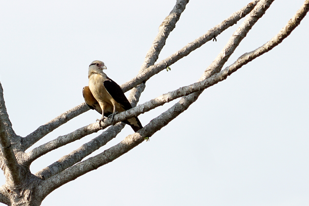 Caracara à tête jaune