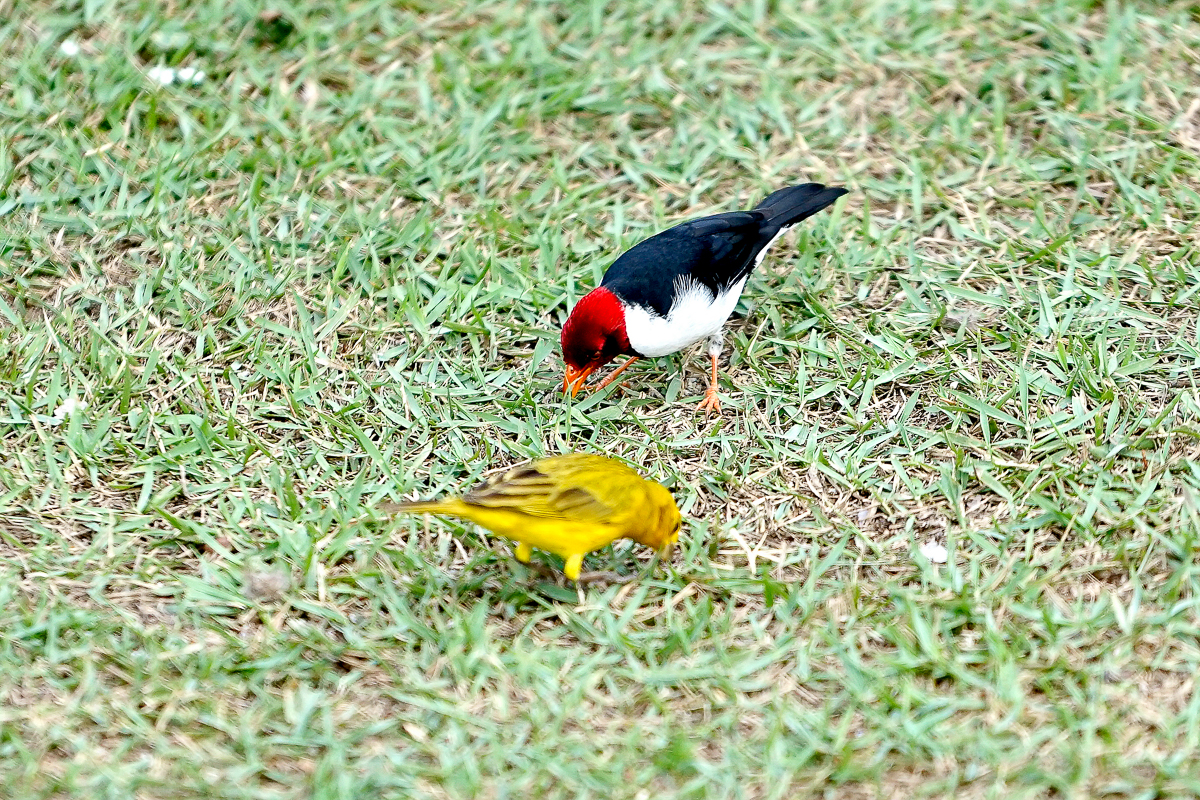 Cardinal à bec jaune (2)