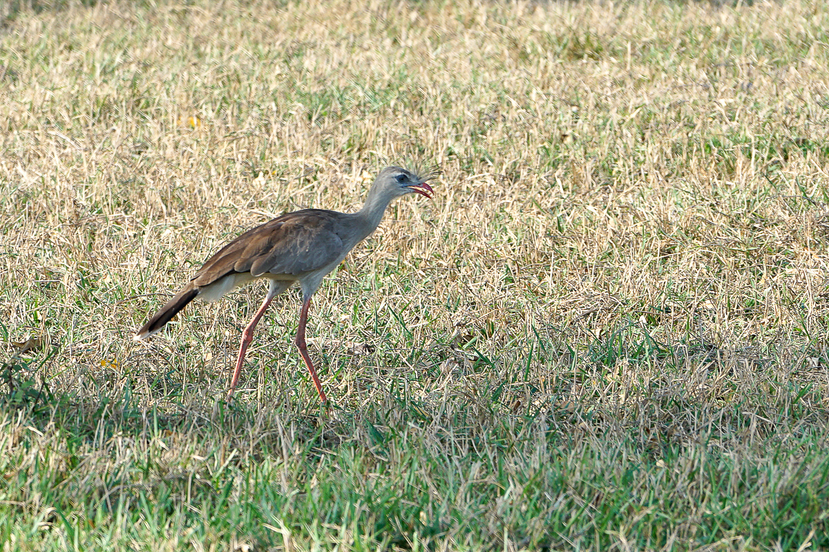 Cariama Huppé