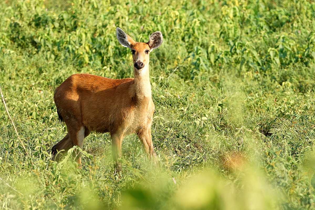 Cerf des Marais femelle