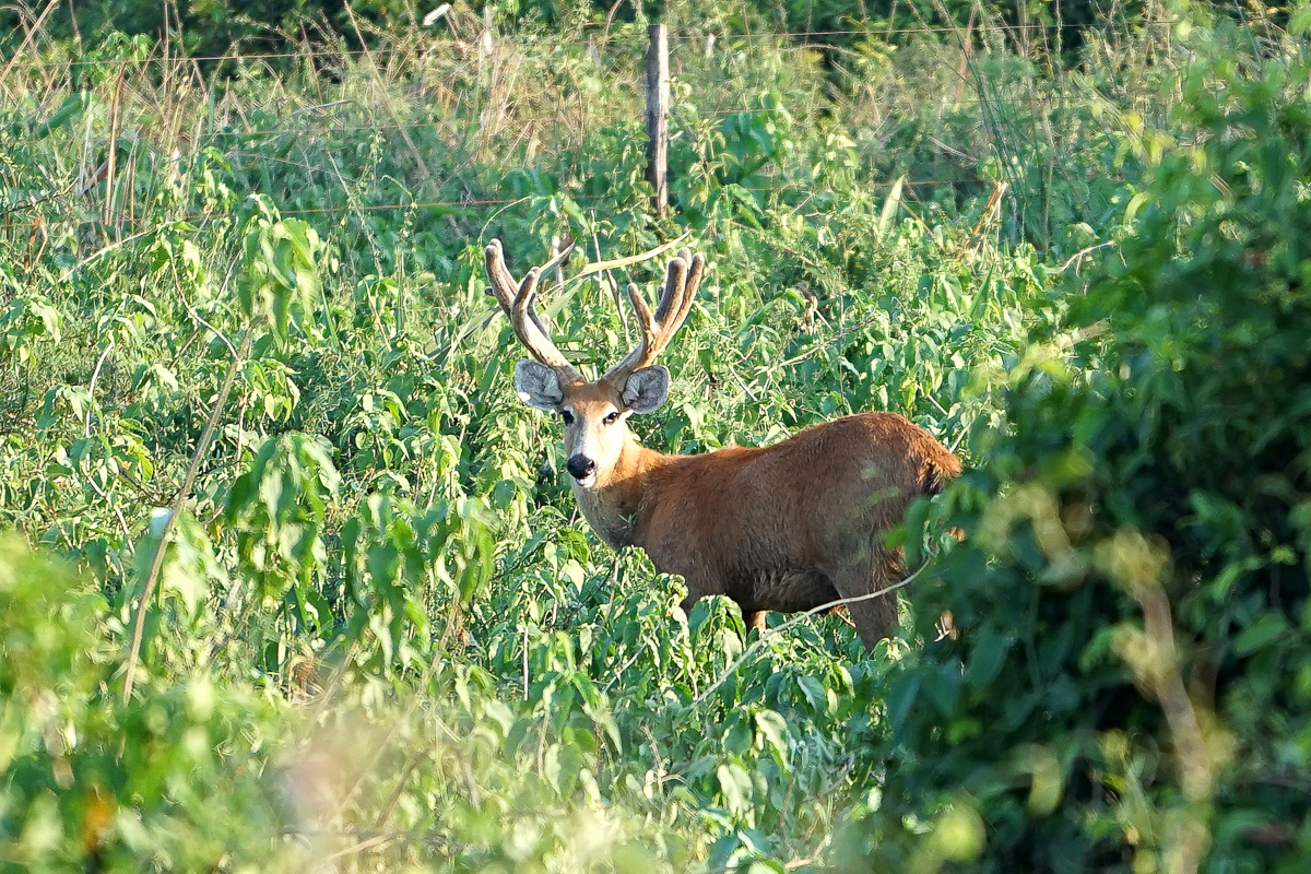 Cerf des marais mâle