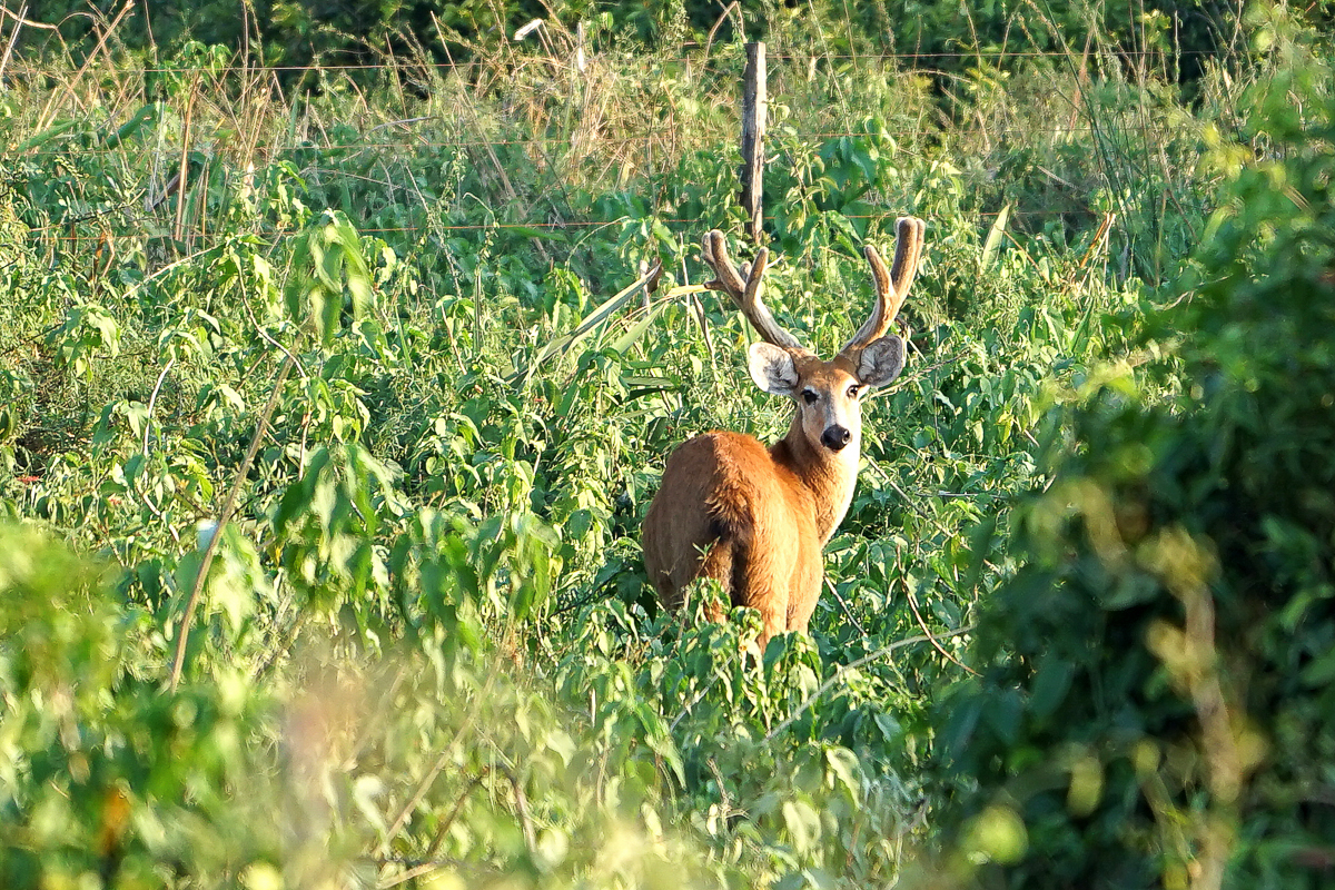 Cerf des marais mâle (2)