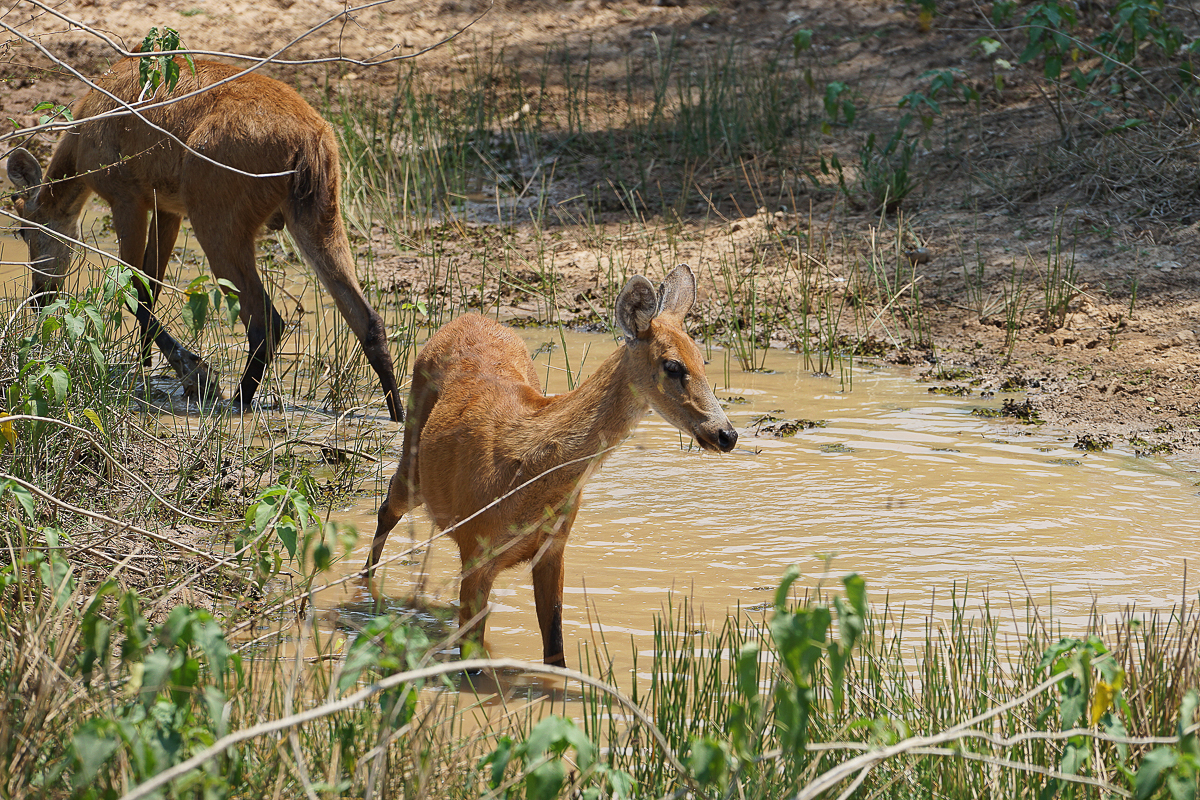 Cerfs des marais femelles