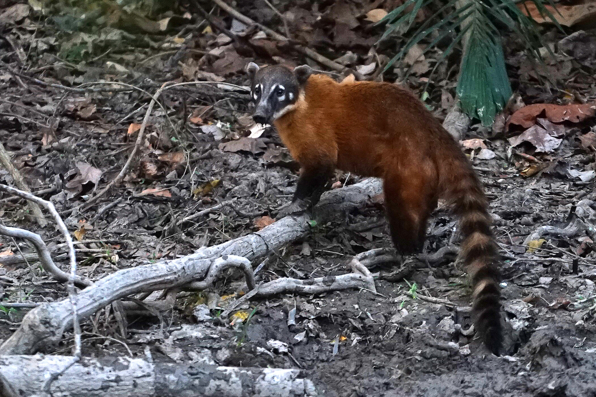 Coati