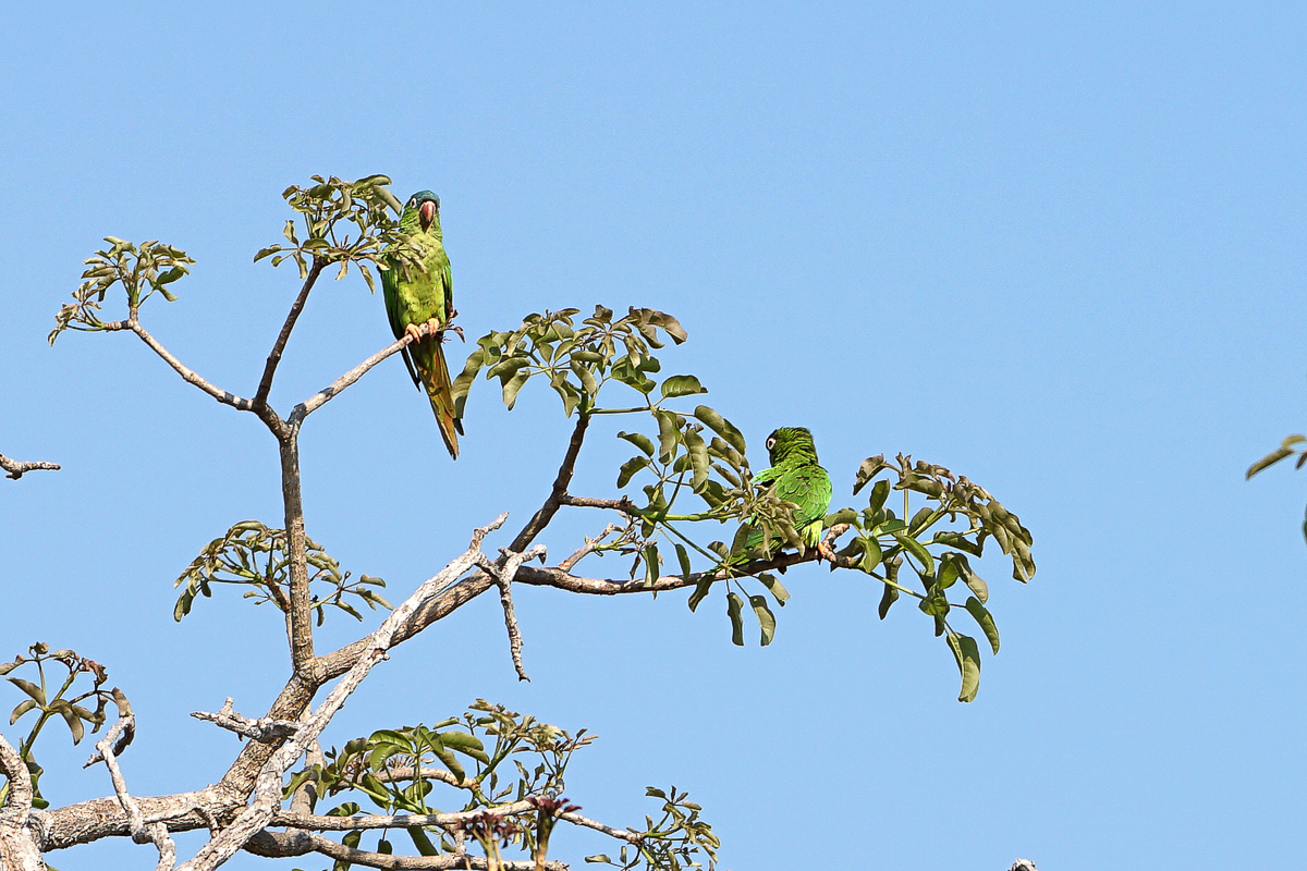 Conure Pavoine