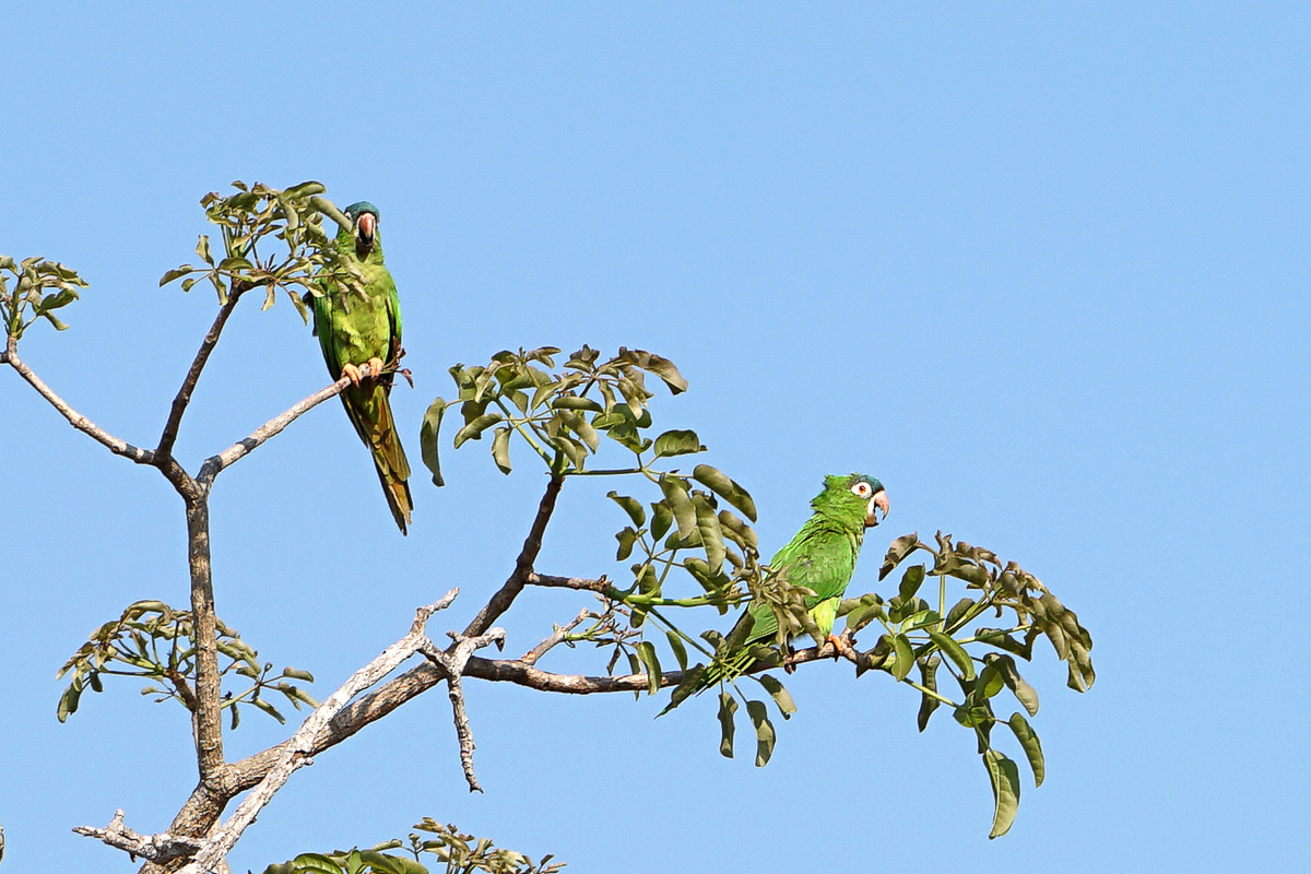 Conure Pavoine (2)