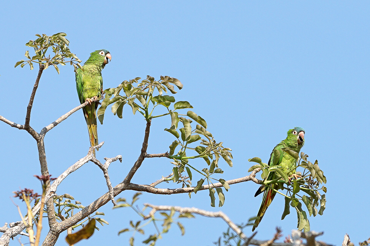 Conure Pavoine (3)