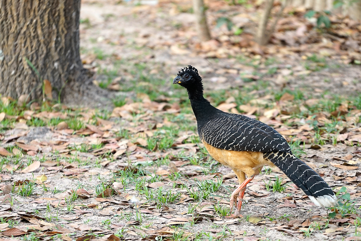 Curassow à face nue femelle (2)