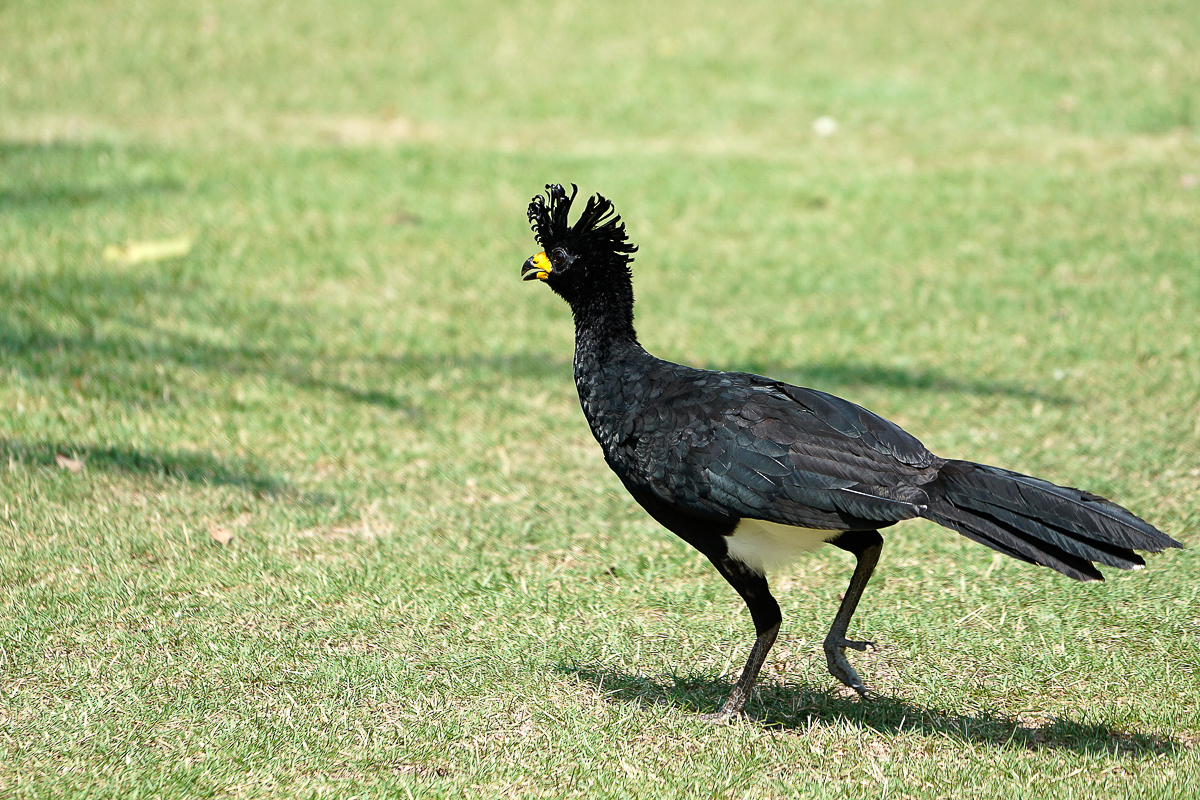 Curassow à face nue mâle