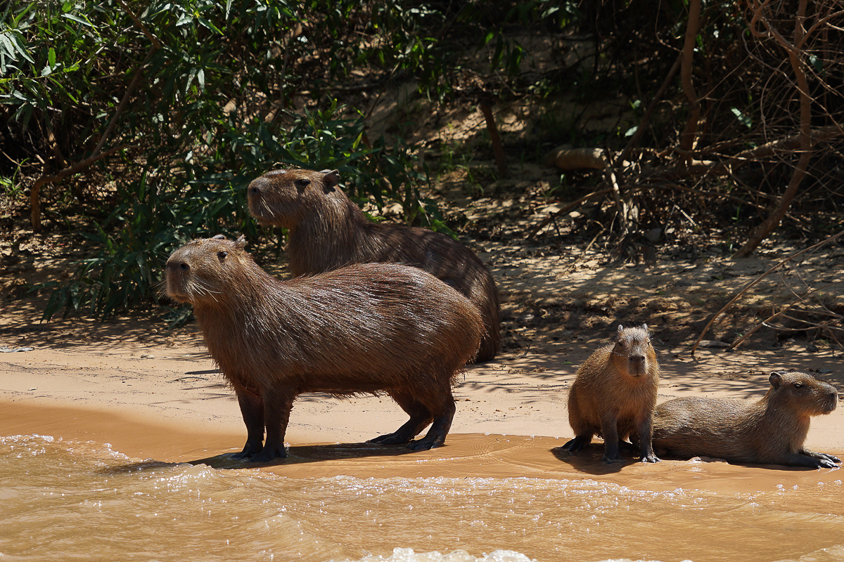 Famille de Capibaras