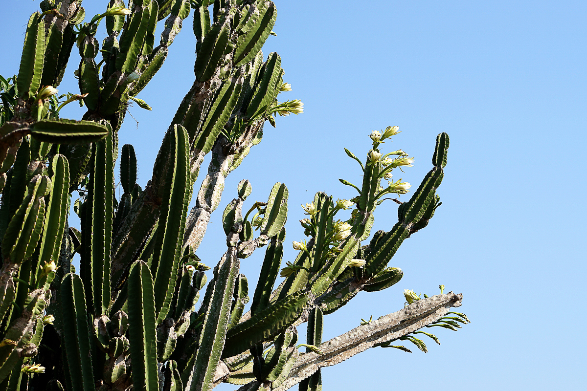 Fleurs de Cactus