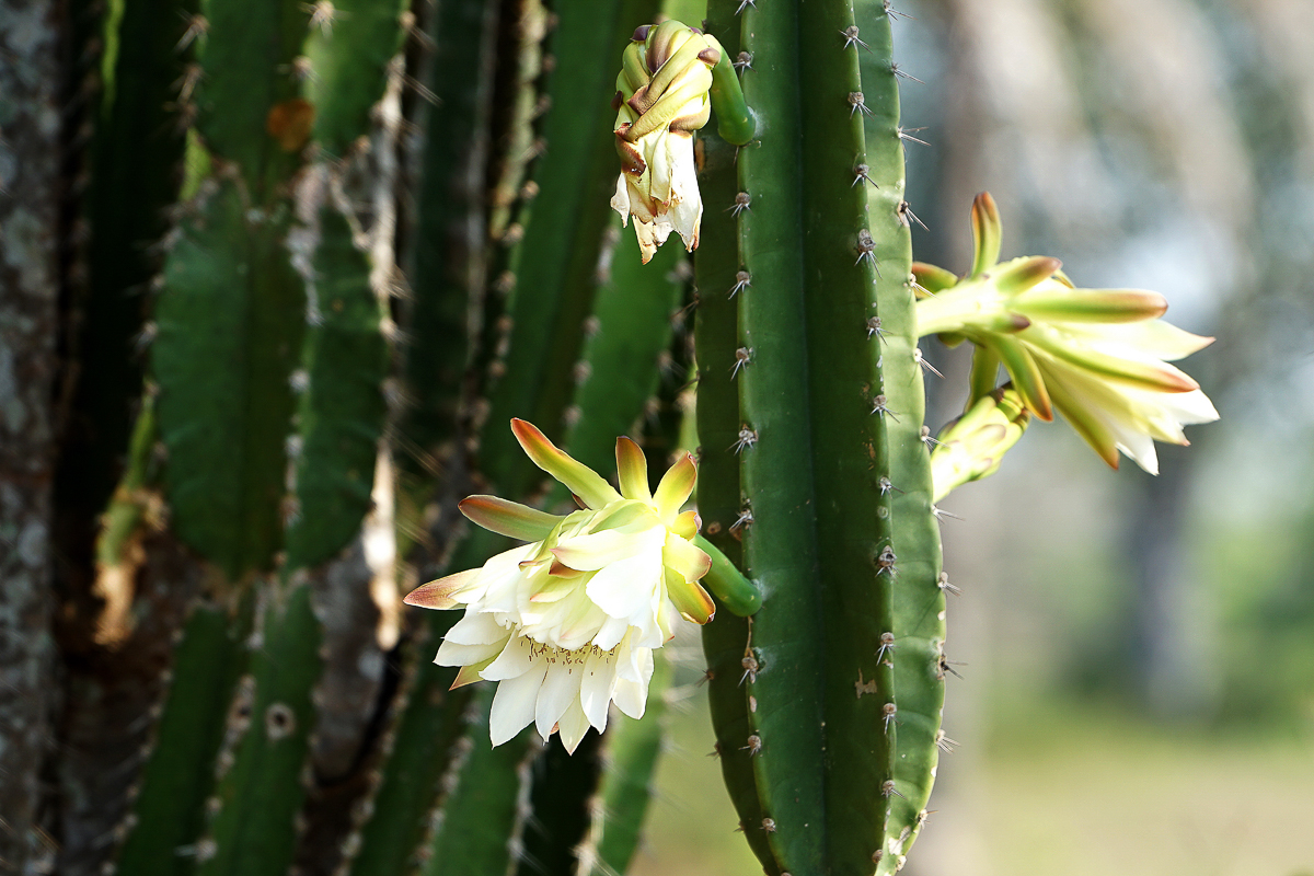 Fleurs de Cactus (2)