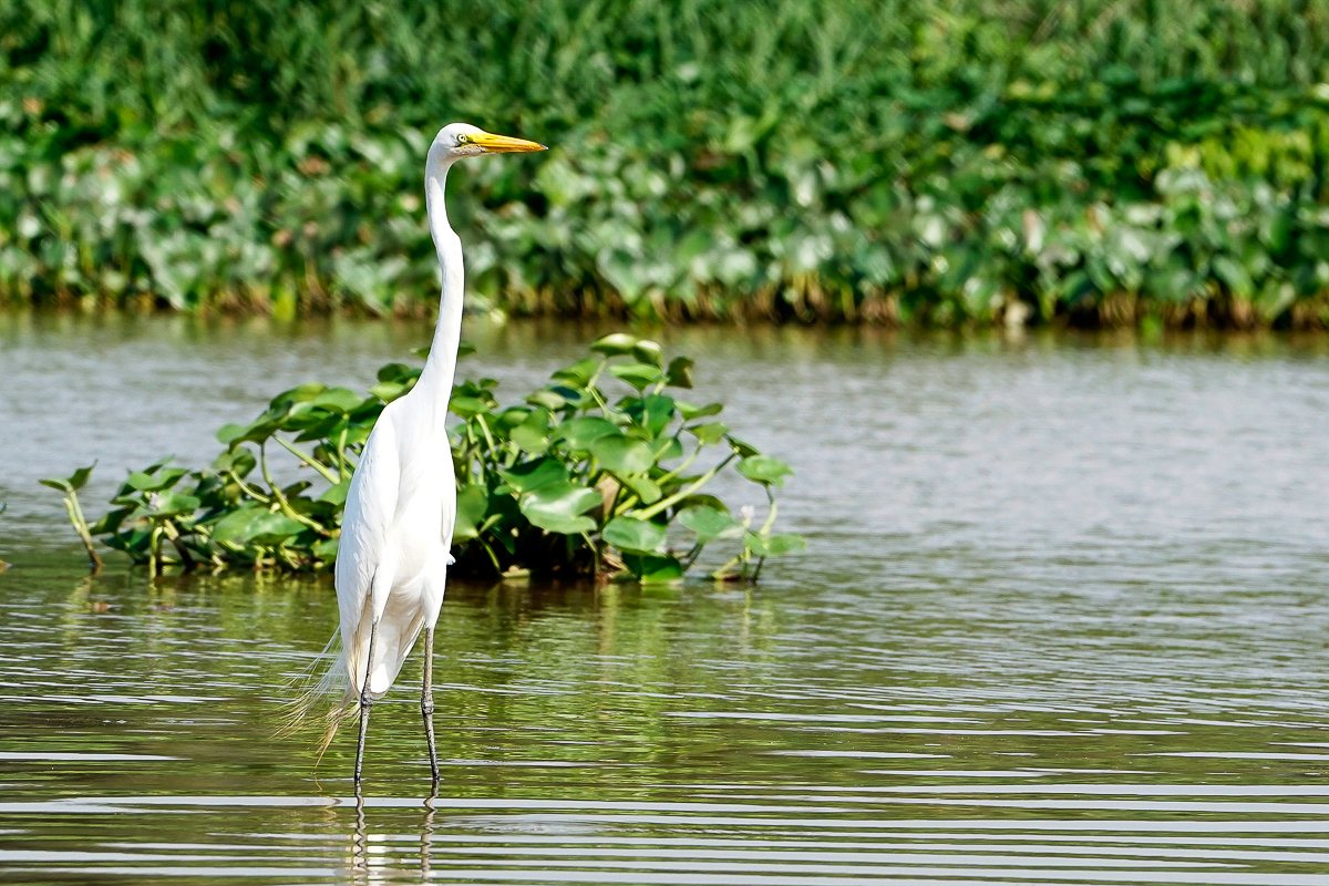 Grande Aigrette