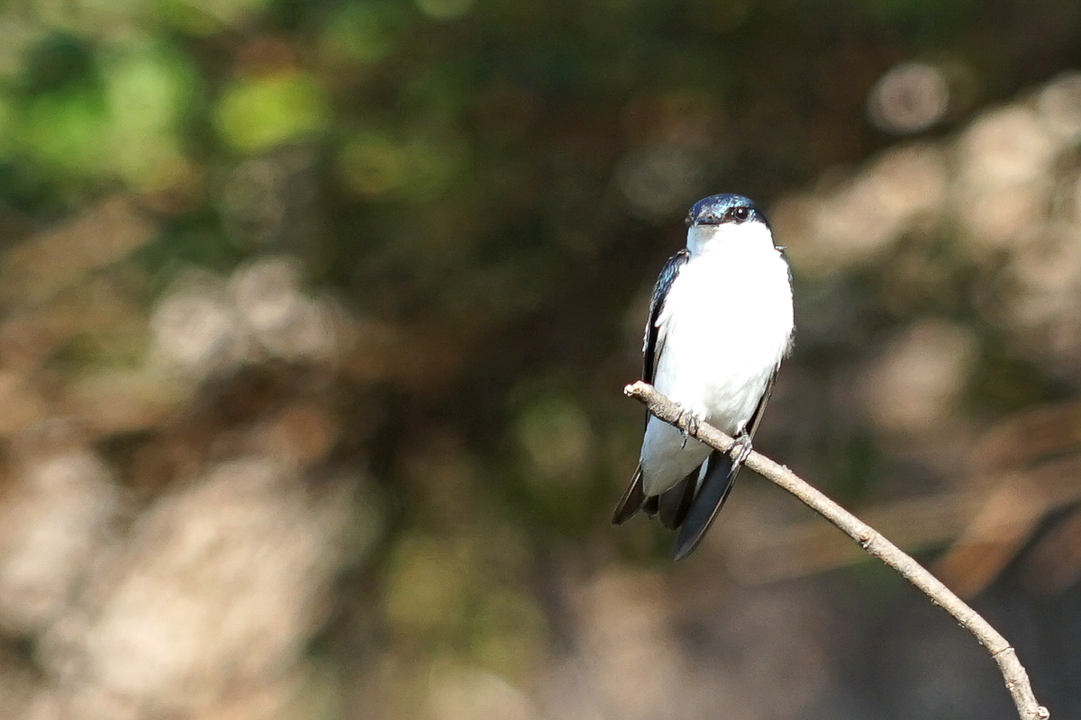 Hirondelle à ailes blanches