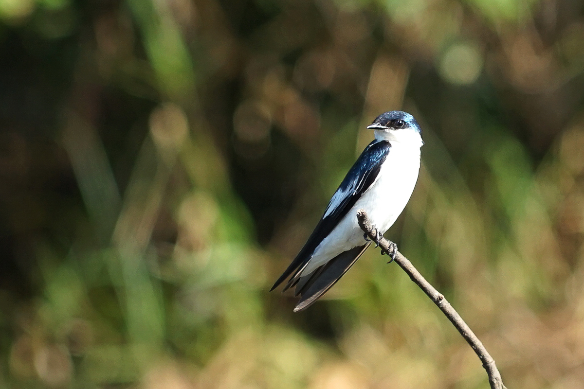 Hirondelle à ailes blanches (2)