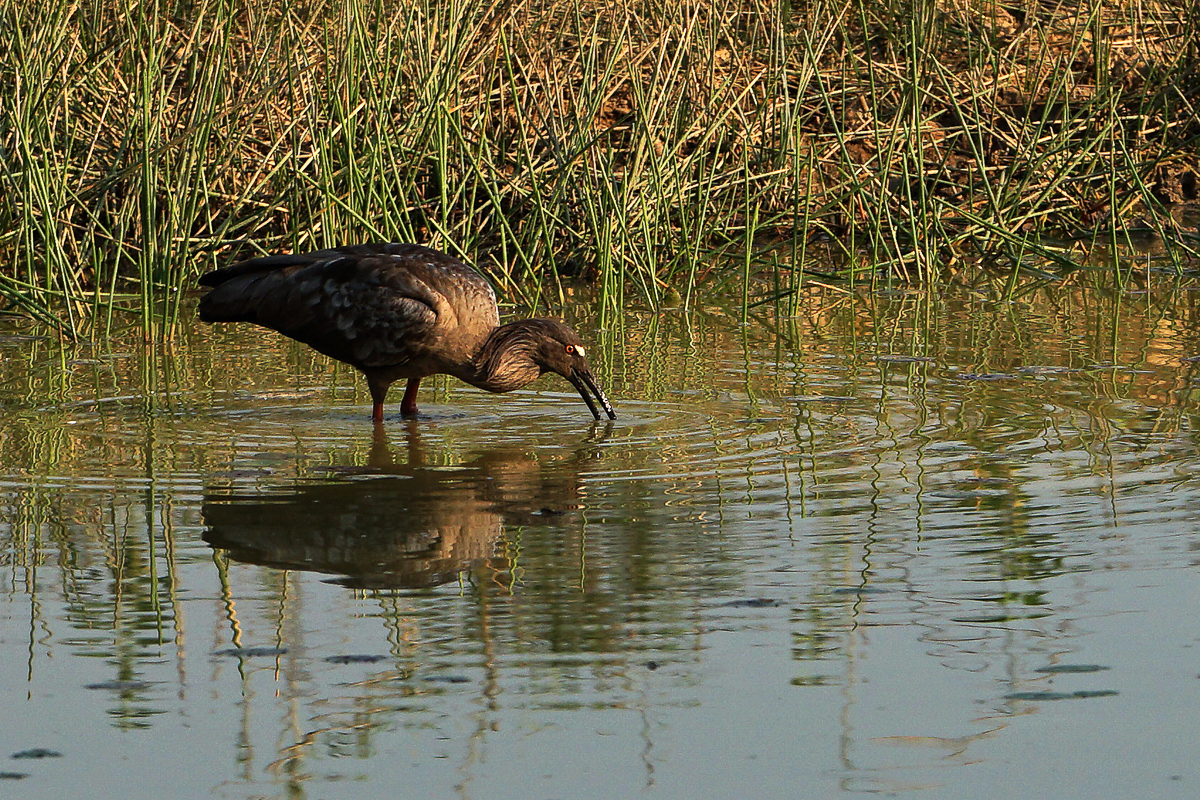 Ibis Plombé