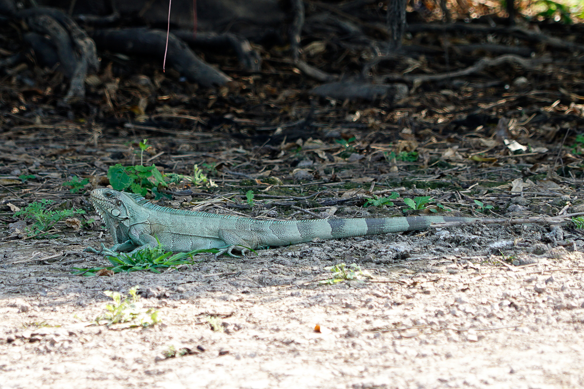 Iguane vert