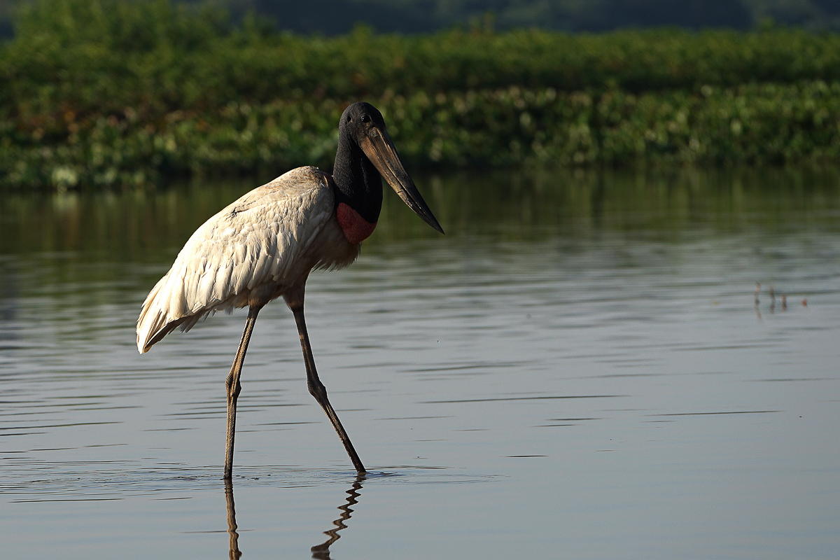 Jabiru (2)