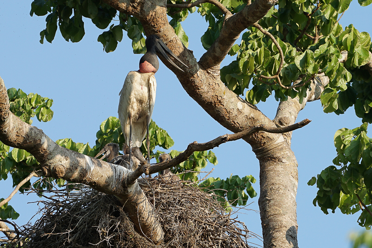 Jabiru au nid