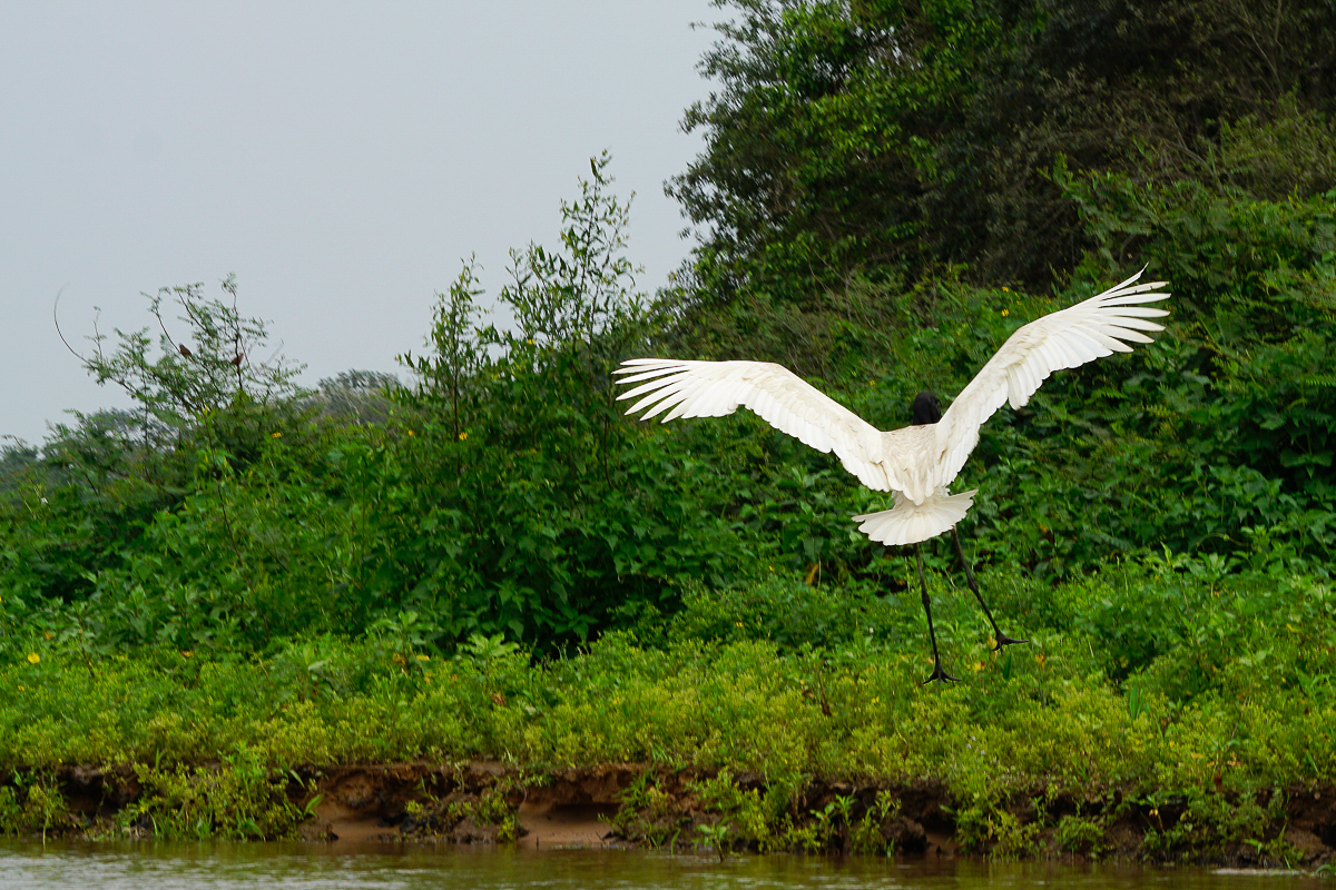 Jabiru en vol