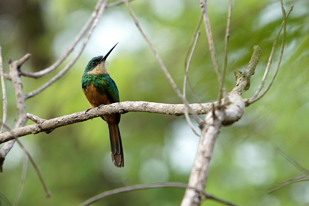 Jacamar