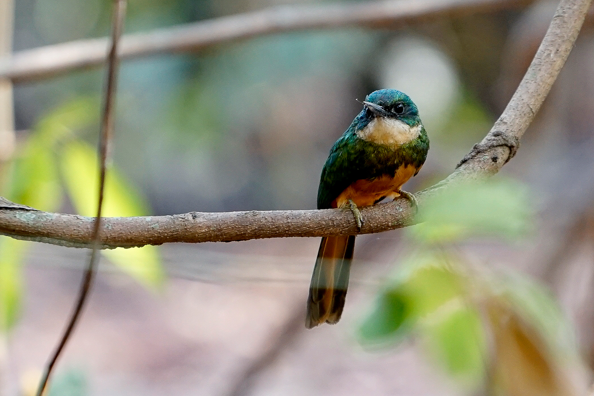 Jacamar (2)