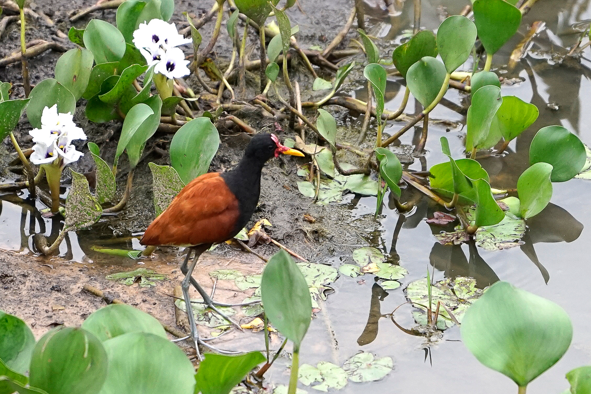 Jacana