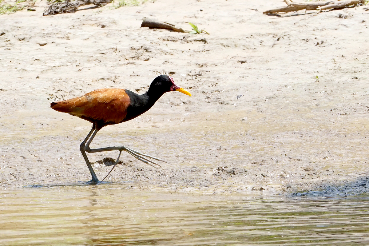 Jacana (2)