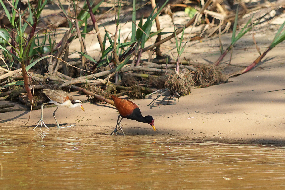 Jacana et juvénile