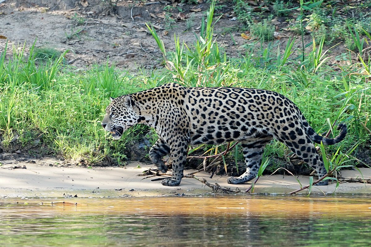 Jaguar (3)