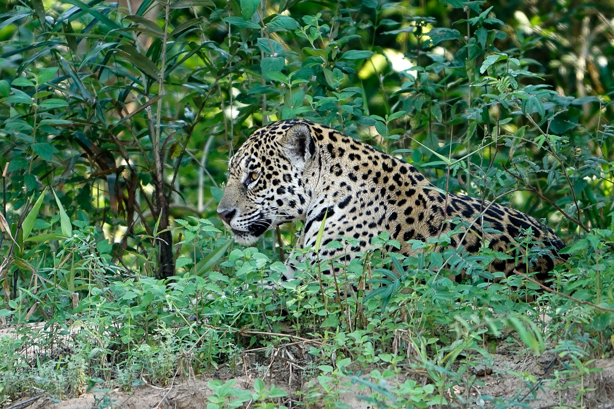 Jaguar (7)