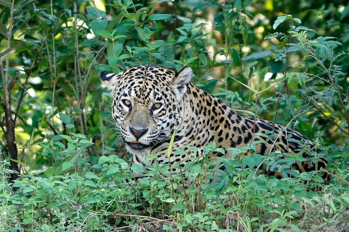 Jaguar (8)