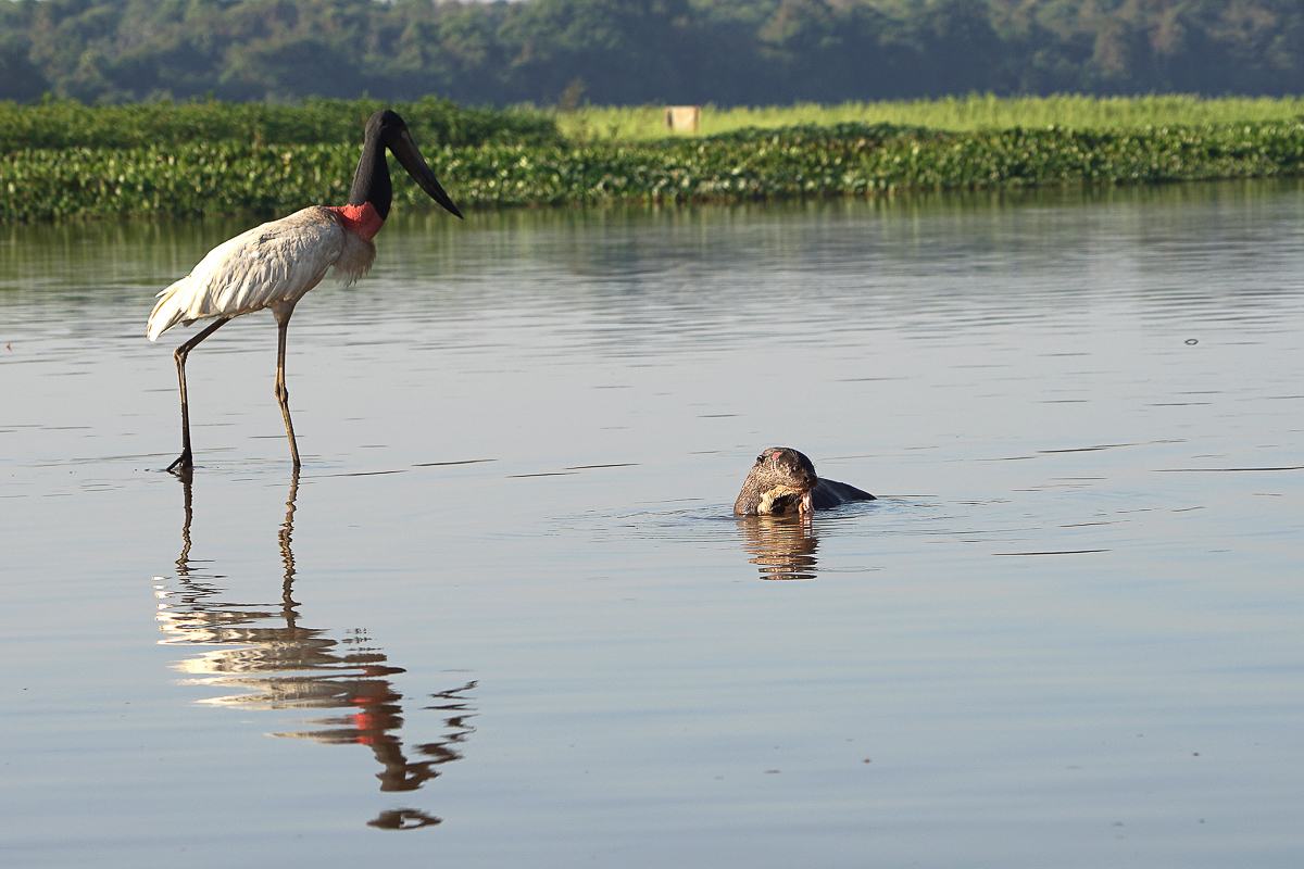 La Loutre et le Jabiru