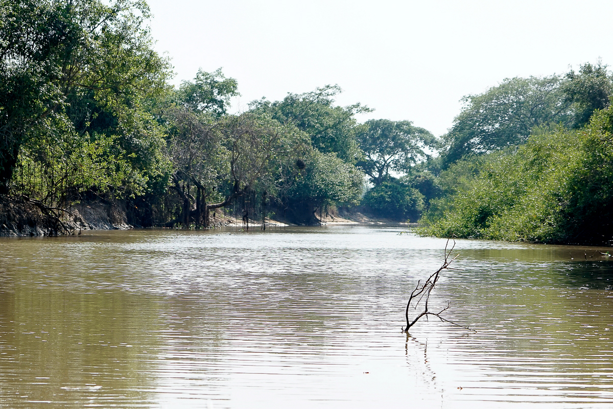 La rivière aux Jaguars (2)