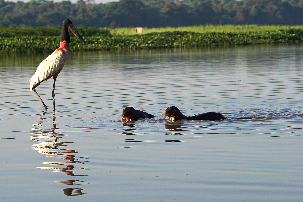 Les Loutres et le Jabiru