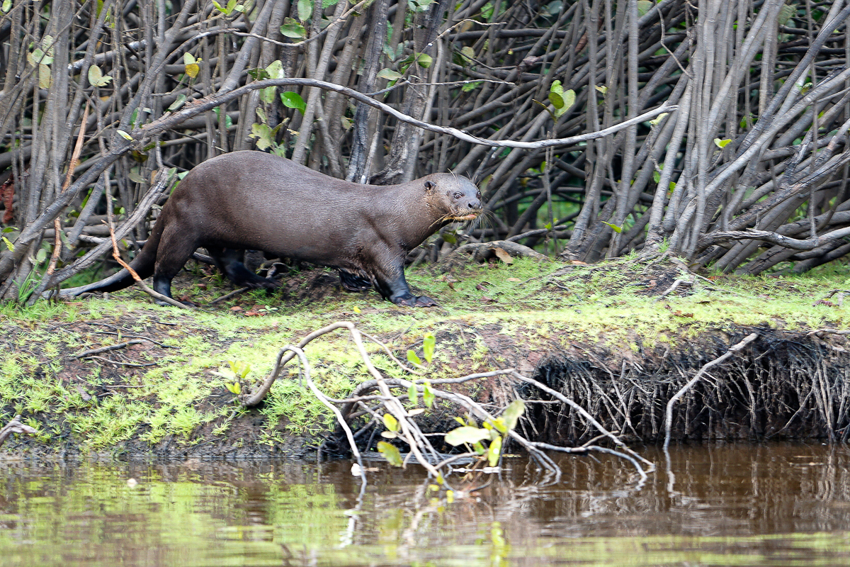 Loutre Géante