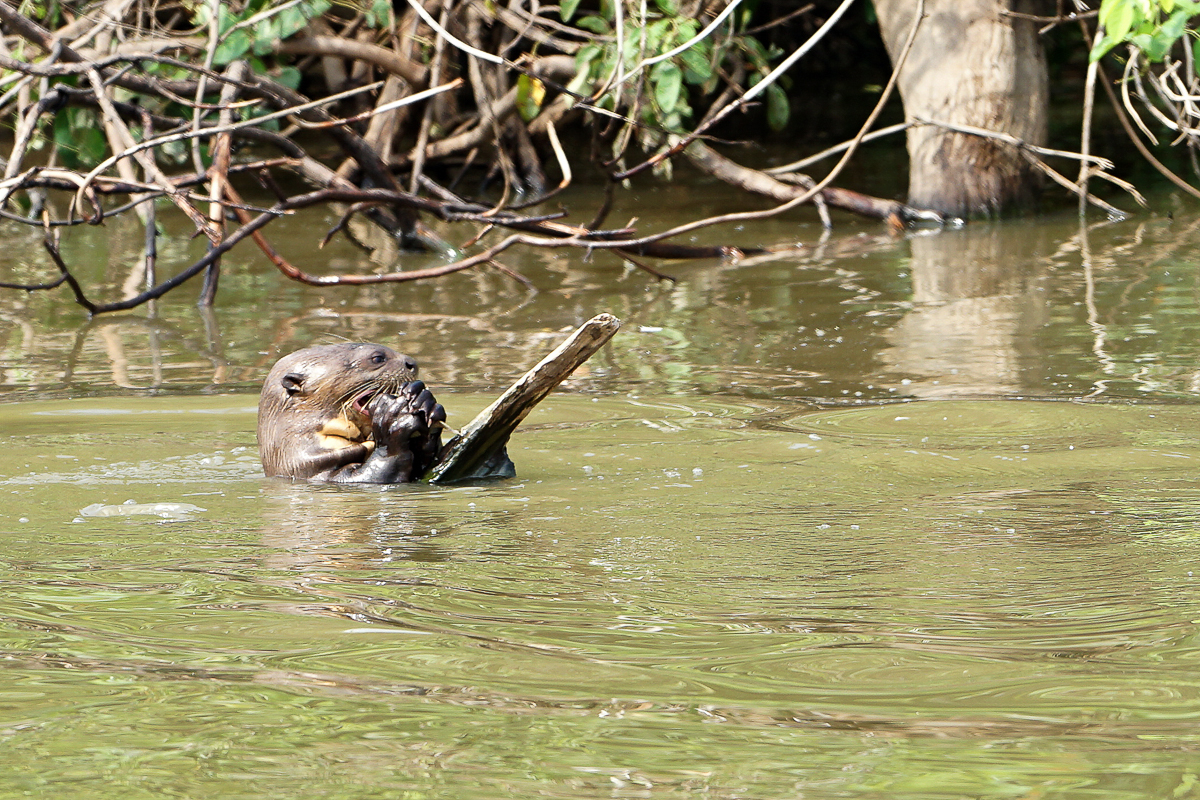 Loutre Géante (10)