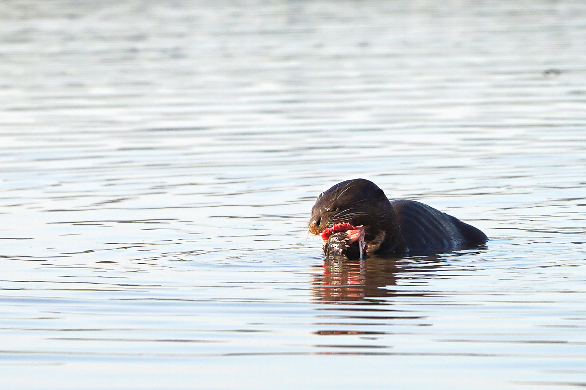 Loutre Géante (11)