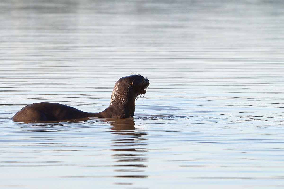 Loutre Géante (12)